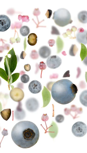 蓝莓果片 片片和叶子采集 在白色上分离 — 图库照片