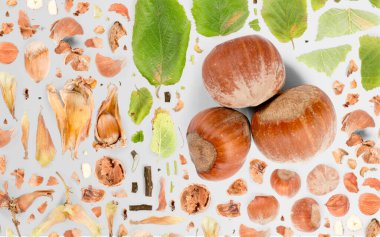 Fındık parçalarından, dilimlerinden ve gri arkaplanda izole edilmiş yapraklardan oluşan soyut bir arkaplan.