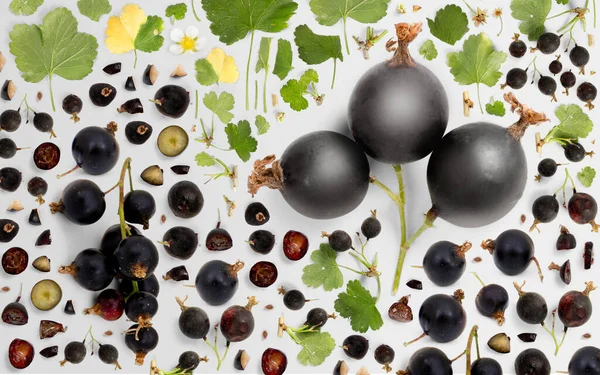 黒スグリの果実片 スライス 葉を灰色の背景に孤立させた抽象的な背景 — ストック写真