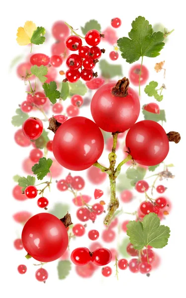 Abstraktní Pozadí Červeného Rybízu Kousky Ovoce Plátky Listy Izolované Bílém — Stock fotografie
