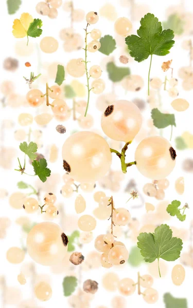 白スグリの果実片 スライス 葉を白に孤立させた抽象的な背景 — ストック写真