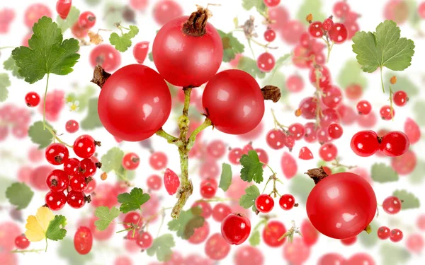 Abstract Background Made Red Currant Fruit Pieces Slices Leaves Isolated — Stock Photo, Image