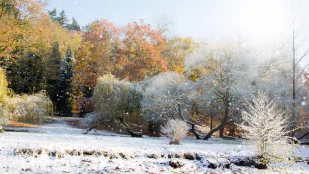 カラフルな葉と雪のカバーの秋の木 降雪効果について 冬がコンセプトに近づく 高品質の4Kビデオ — ストック動画