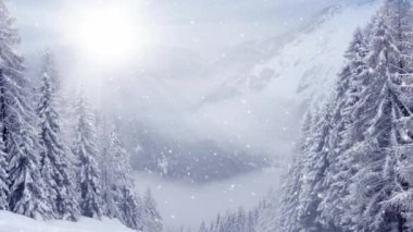 Parlak güneş ve sisli kış ormanı. Düşen kar etkisi. Kış ve Mevsim konsepti. Yüksek kalite 4k video.