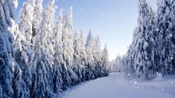 Зимний Лес Синим Небом Покрытым Снегом Эффект Падения Снега Зимняя — стоковое видео