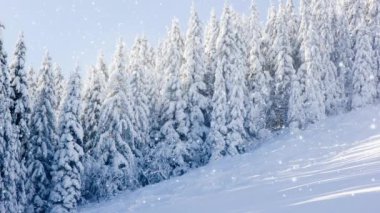 Mavi gökyüzü karla kaplı kış ormanı. Düşen kar etkisi. Kış ve Mevsim konsepti. Yüksek kalite 4k video.