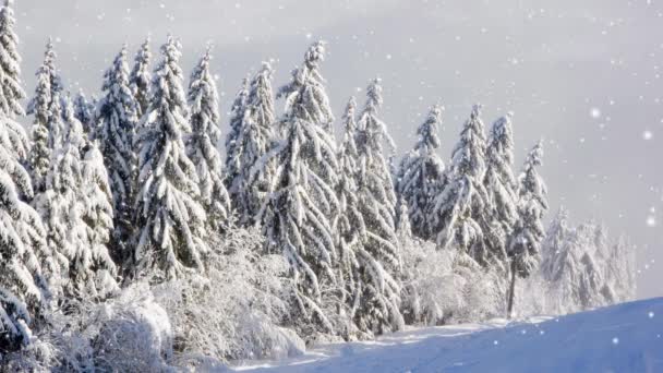 Winterbos Met Mist Bedekt Met Sneeuw Vallende Sneeuw Effect Winter — Stockvideo