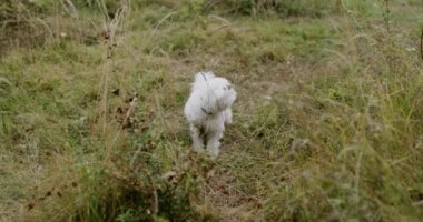 Doğada Bichon köpek yavrusu. Küçük şirin köpek çayırda koşuyor..