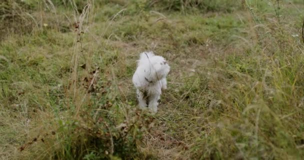 Bichon Valp Naturen Liten Söt Hund Springer Äng — Stockvideo