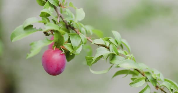 Red Plums Tree Branch Full Ripe Fruit — Video