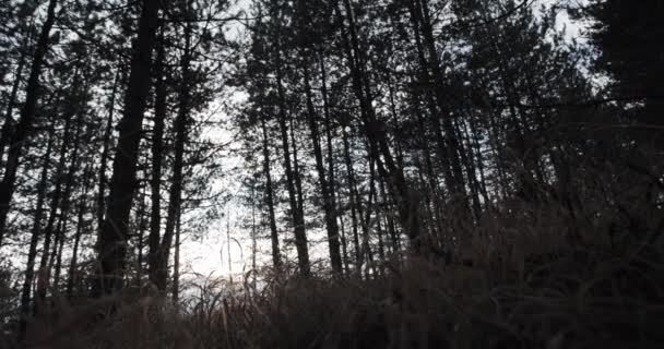Δρομέας Μονοπατιών Ένα Δάσος Μια Κρύα Χειμωνιάτικη Μέρα Άνθρωπος Τρέχει — Αρχείο Βίντεο