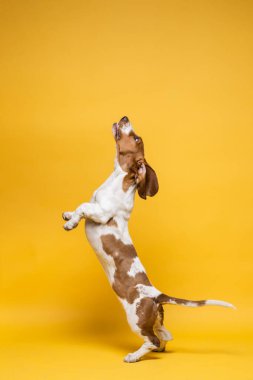 Basset hound three months old puppy jumping up. Funny dog portrait against yellow background.
