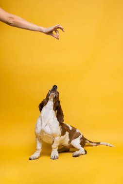 Basset hound three months old puppy looking up in hand holding food. Funny dog portrait against yellow background.