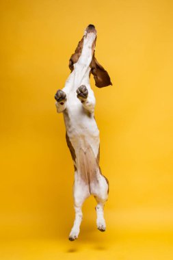 Basset hound three months old puppy jumping up. Funny dog portrait against yellow background.