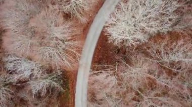 Aerial view of a winding road through a forest of bare trees in Mavrovo National Park, North Macedonia.