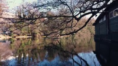 Bare branches of a tree stretching over a calm lake surface beside a boathouse, reflecting in the water.