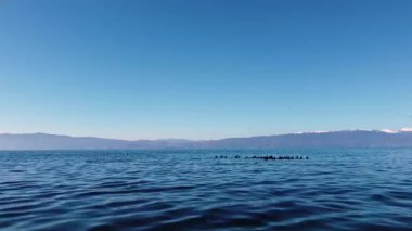 Ducks swimming on a clear lake with mountains and a clear sky in the background. Lake Ohrid in North Macedonia. Winter season.