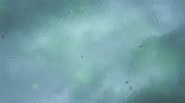 Ducks swimming in clear green water. Top down view of ducks on the water surface. Calm and peaceful atmosphere.