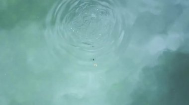 Ducks swimming in clear green water. Top down view of ducks on the water surface. Calm and peaceful atmosphere.