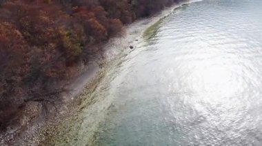 Autumn trees on the shore of a lake. Calm water with sunlight reflection. Algae growing near the shore.