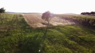 Aerial view of a lone tree in a field, casting a long shadow at sunset. The surrounding fields and road create a picturesque rural landscape.