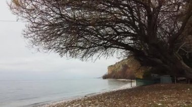 Bare tree branches on a rocky beach with calm lake water, a cliff, and cloudy sky on an autumn day.