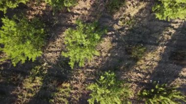 Aerial view of rows of small trees casting long shadows next to a paved road cutting across a field. Perfect for agricultural or nature projects.