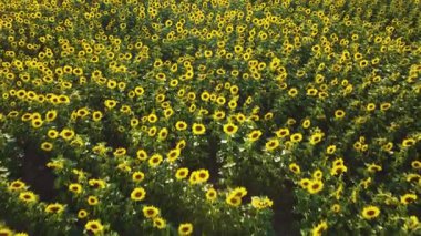 Fly low over infinite sunflower field. Aerial drone video.