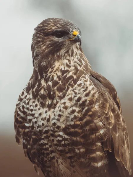 Common Buzzard Portrait Predator Bird — Stok Foto