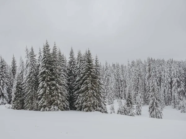 Hutan Musim Dingin Salju — Stok Foto