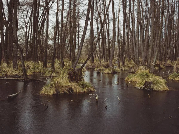 Träsk Och Flod Skogen — Stockfoto