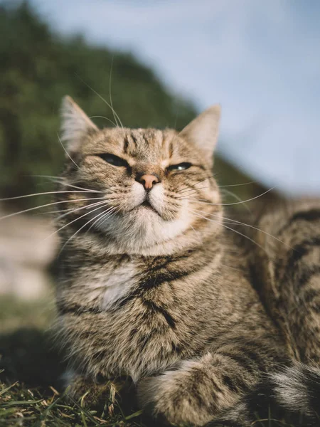 Cat Portrait Outdoor Cat Enjoys Life — Foto de Stock