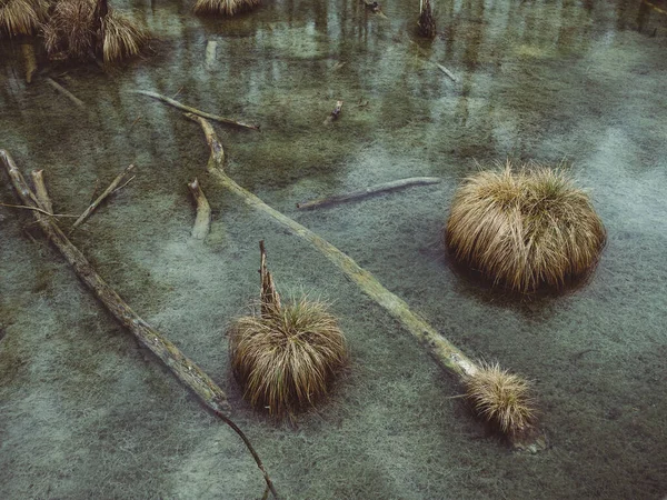 森林中的沼泽地和河流 — 图库照片