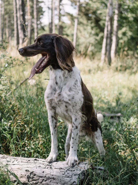 Очаровательная Собака Открытом Воздухе Указатель Мнстерлиндера — стоковое фото