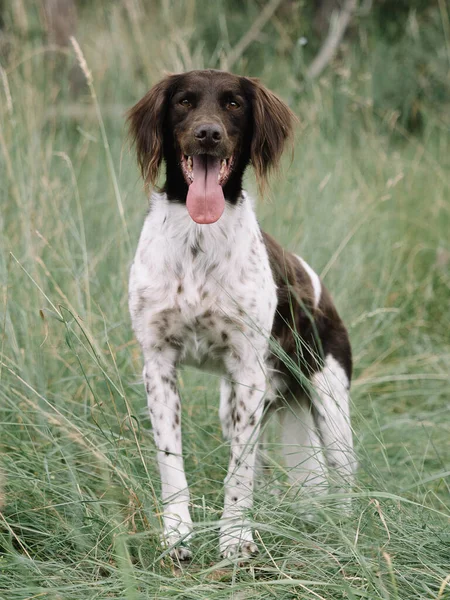Adorable Dog Outdoor Mnsterlnder Pointer — Stock Photo, Image
