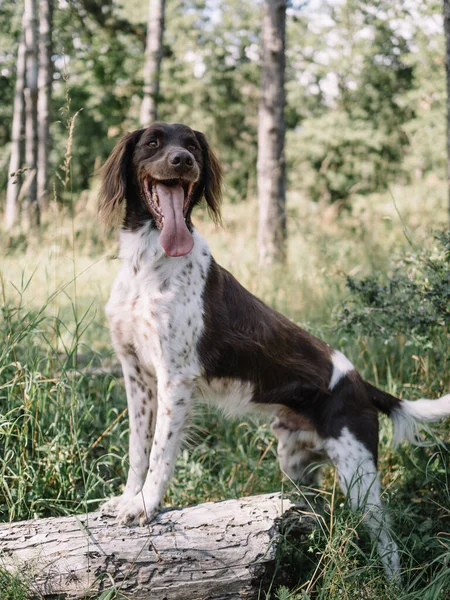 Αξιολάτρευτο Σκυλί Έξω Δείκτης Mnsterinder — Φωτογραφία Αρχείου