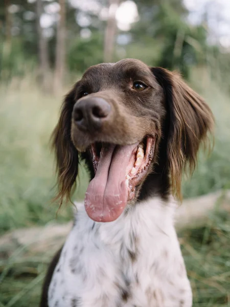Dışarıda Sevimli Bir Köpek Var Mnsterlnder Işaretçisi — Stok fotoğraf