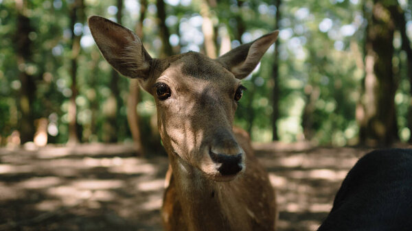 Deer Forest Close Deer Portrait Stock Image