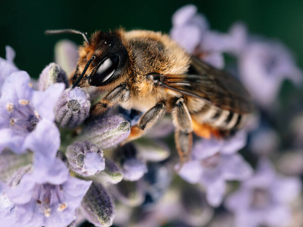 Bee Flower Stock Photo