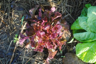 Güneydoğu Asya 'nın soğuk iklimlerinde yetişen Red Oak Marul Taze sebzeleri.