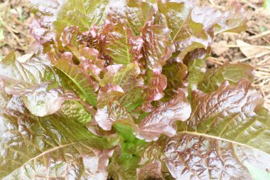 Güneydoğu Asya 'nın soğuk iklimlerinde yetişen Red Oak Marul Taze sebzeleri.