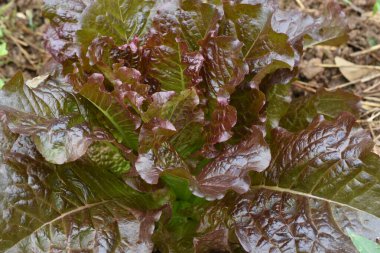 Güneydoğu Asya 'nın soğuk iklimlerinde yetişen Red Oak Marul Taze sebzeleri.
