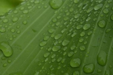 Dew drops from the mist perched on the lower surface of green banana leaves