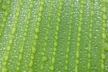 Dew drops from the mist perched on the lower surface of green banana leaves