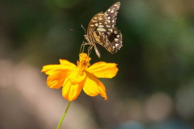 Kelebekler ve çiçekler sabah güneşinde