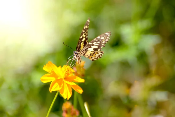 Papillons Fleurs Soleil Matin — Photo