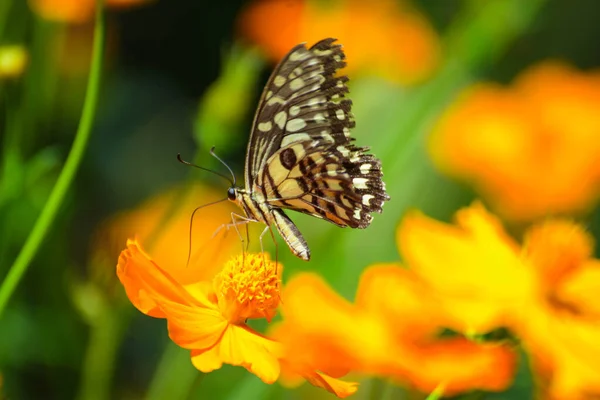 Papillons Fleurs Soleil Matin — Photo