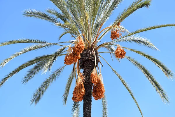 Closeup Date Palm Fruit Hanging Bunches Blue Sky — Stock Photo, Image