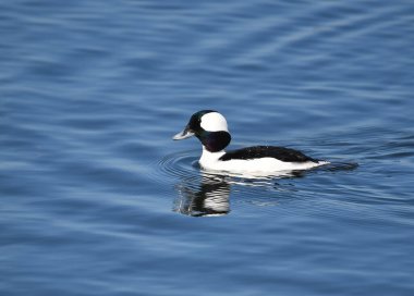 Erkek Bufflehead, Bucephala albeola, Bolsa Chica Wetlands 'da, 1 / 18 / 2023' te çekildi.