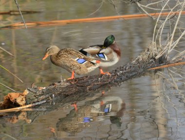 Mallard, Anas platyrhynchos, erkek ve dişi çift yansımalı bir gölde kütük üzerinde. 